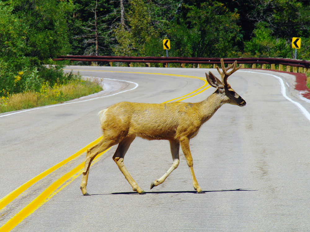 Wildlife-related crashes on the rise this season