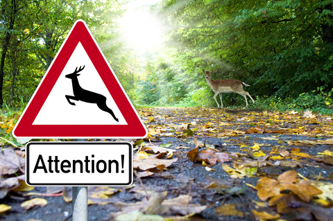 Wildlife-related crashes increase during fall migration