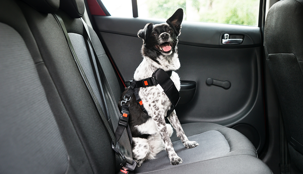Hitting The Road With Your Pooch? Don’t Forget To Bring This...