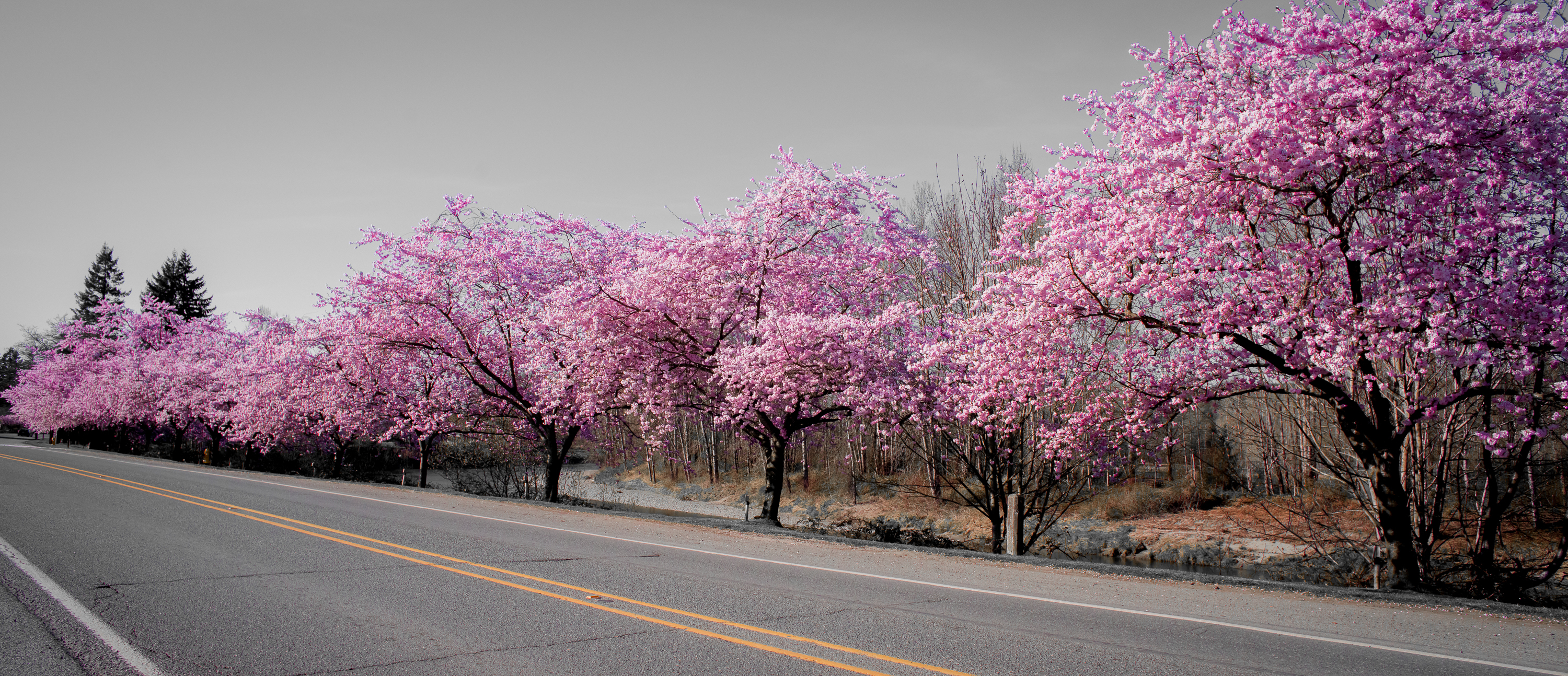 Cherry blossom festivals unfurl fragrant tidings for spring