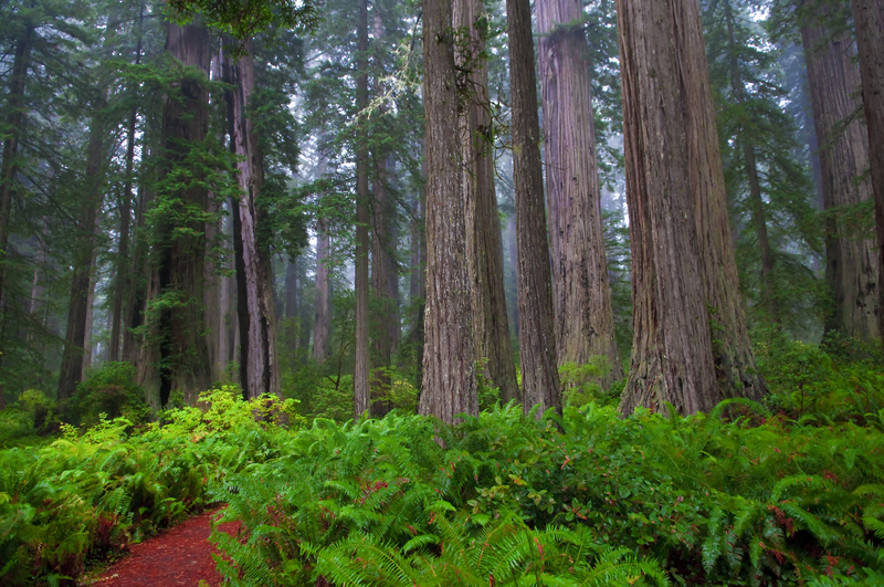 Redwood Coast Offers a Cool, Secluded Getaway