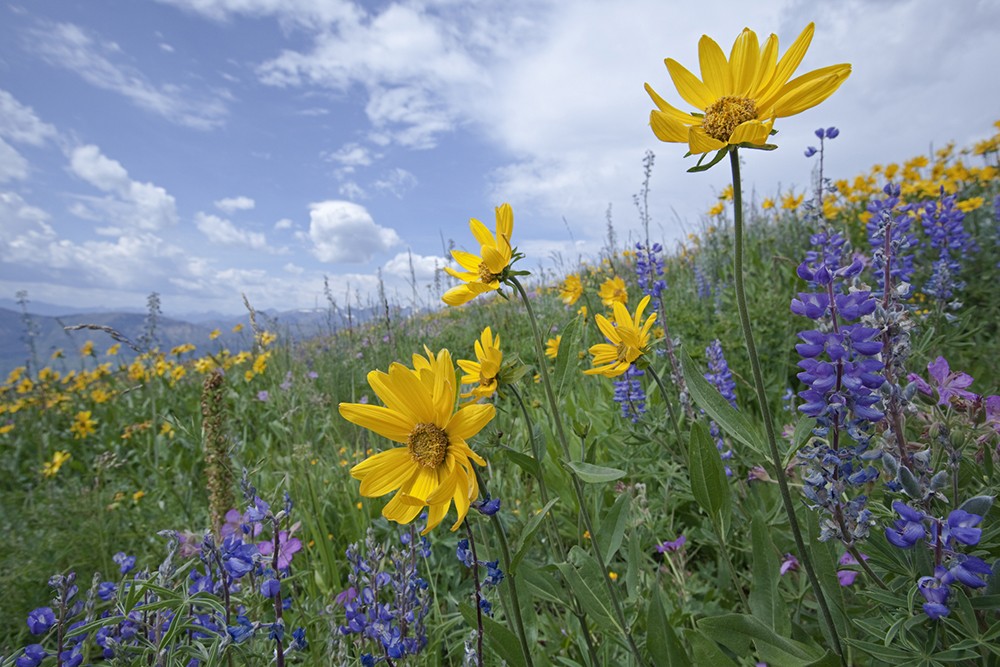 10 Spectacular Wildflower Destinations For Spring Travelers