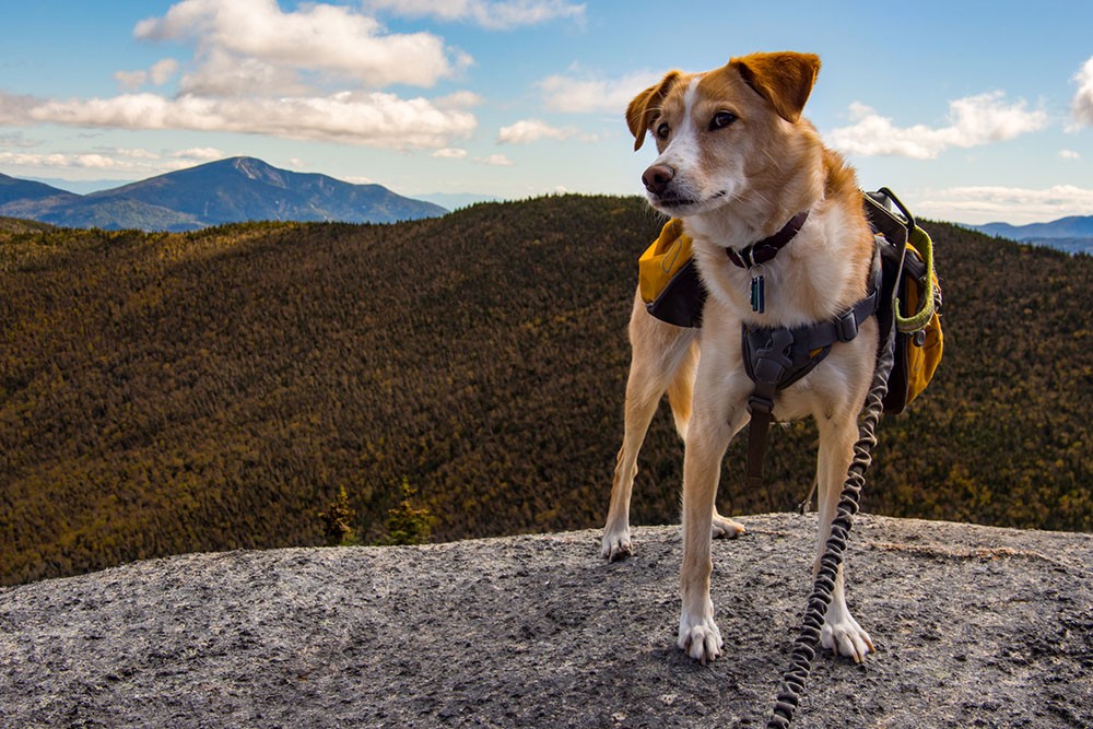 Dog As Your Guide: Travel Tips For Your Best Friends